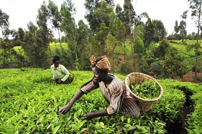 farmers nigeria africa SME Digest