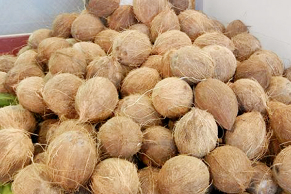 Coconut Dealers to Earn N120bn from Export Market this Year