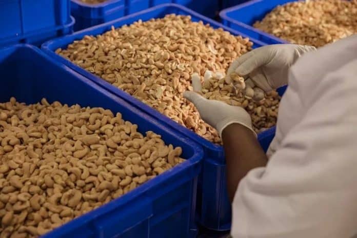 cashew exporters